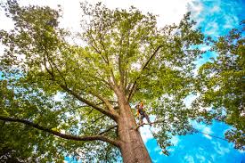  Plymouth, MI Tree Removal Pros