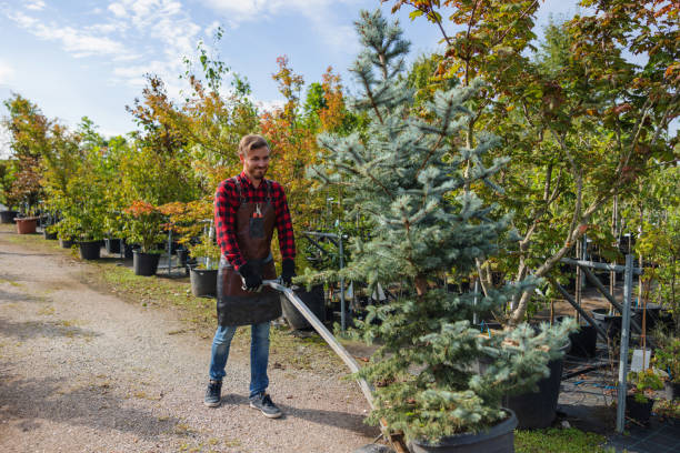 Best Leaf Removal  in Plymouth, MI